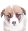 博美犬和比熊犬的区别 非常容易分辨哦！