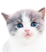 波斯猫怕冷吗 你需要注意这些