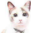 波斯猫的眼睛为什么有两种颜色 鸳鸯眼你知道吗？